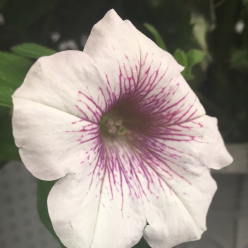 Meet your Posher, Violet